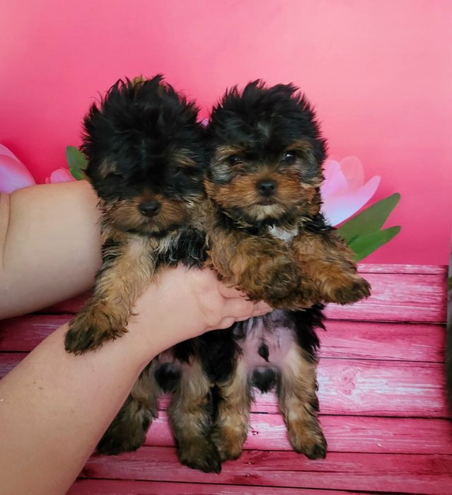 Ласковые мини йорки