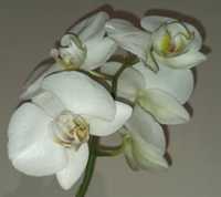 Фаленопсис (орхідея Road)