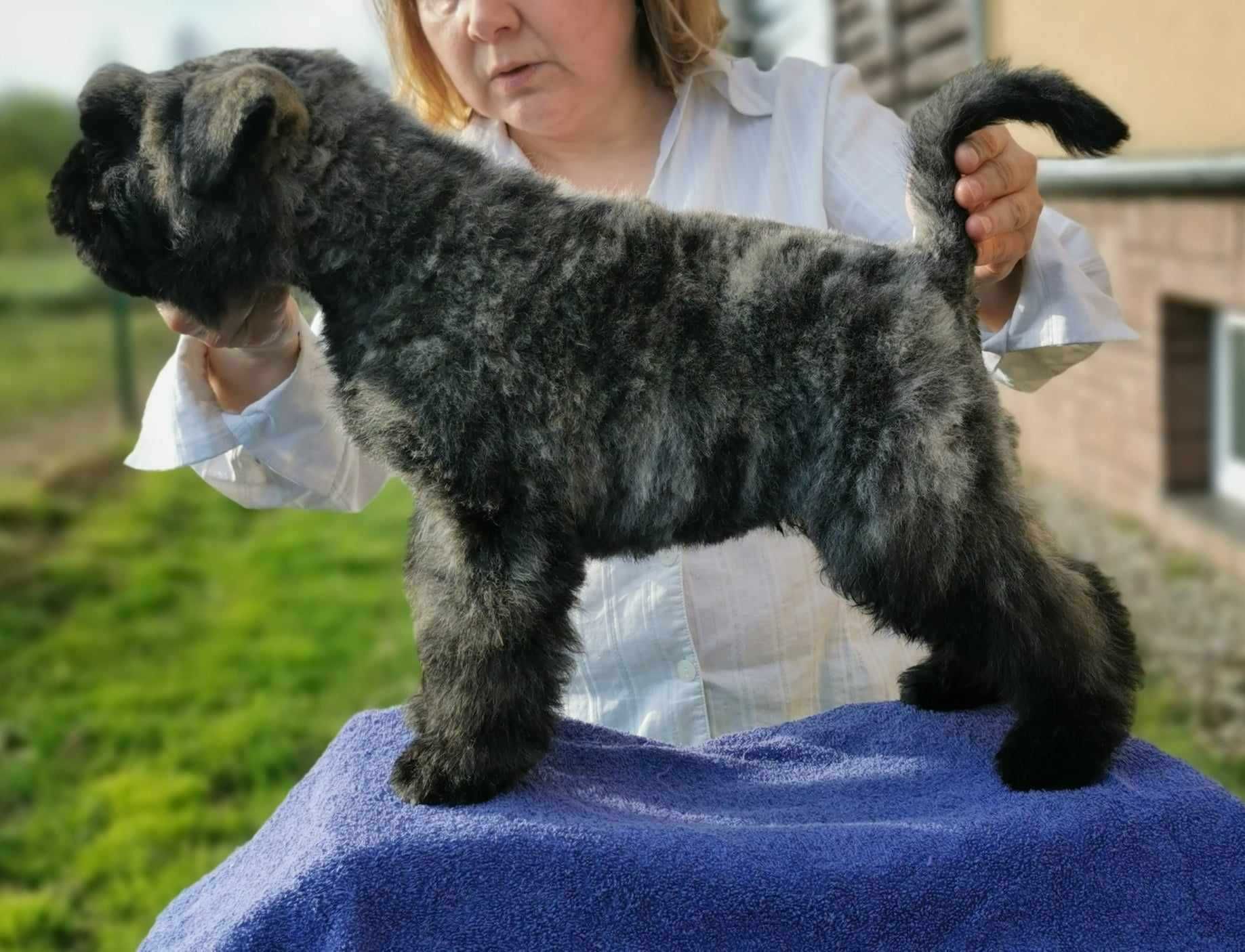 Bouvier des Flandres- szczenię rodowodowe ZKwP(FCI)