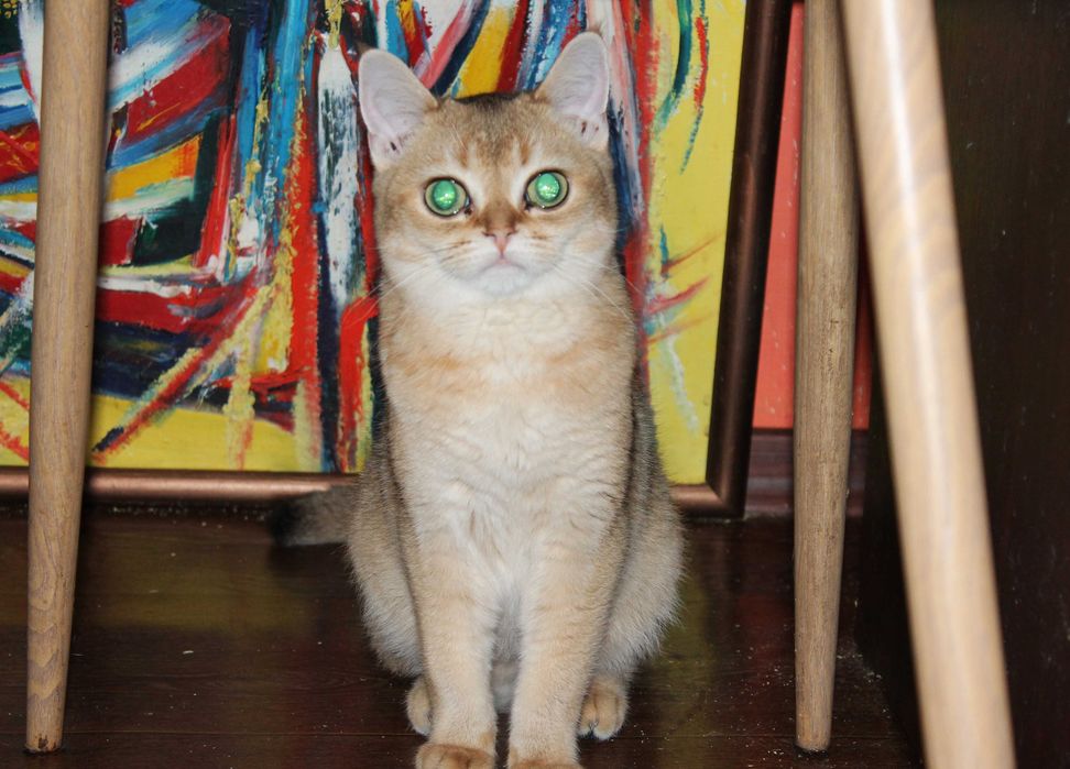 Золота шотландська шиншилла