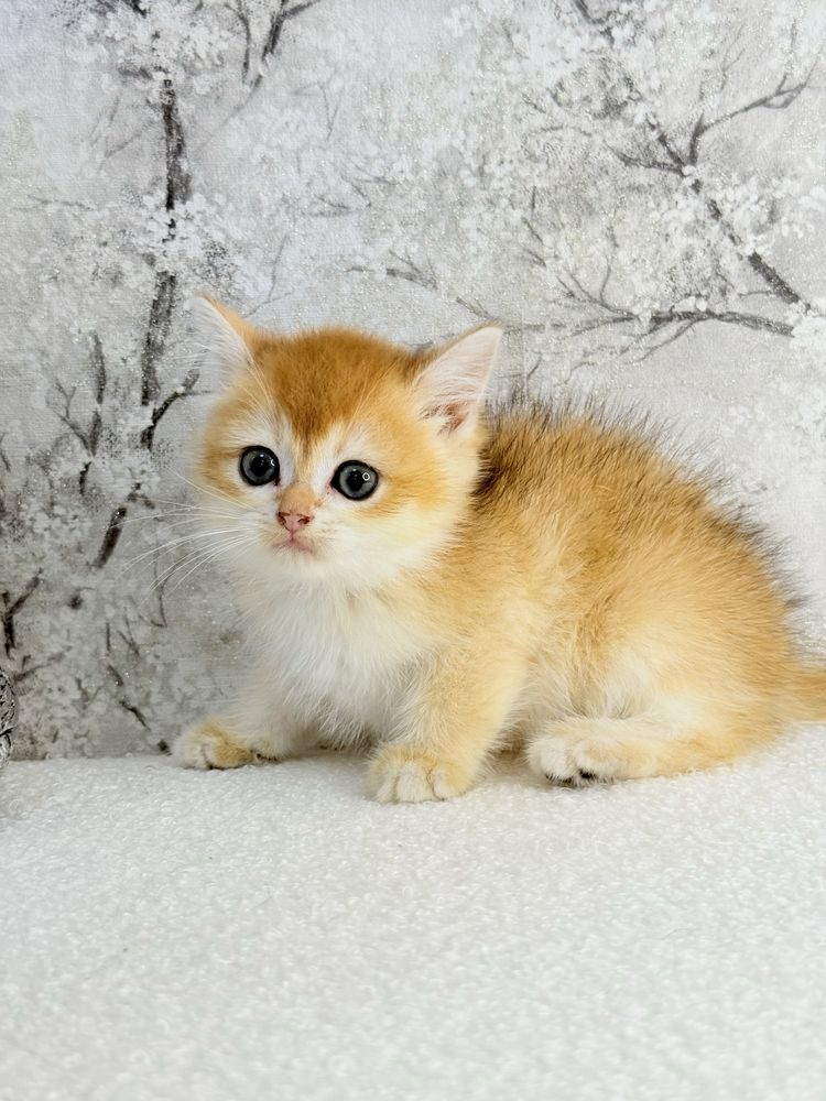 Femea  british golden chinchila shorthair