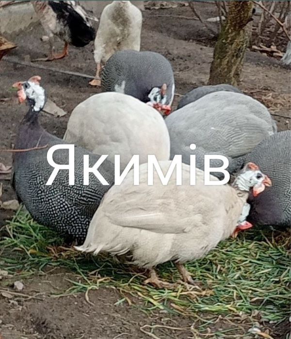 Цесарки дорослі і молодняк