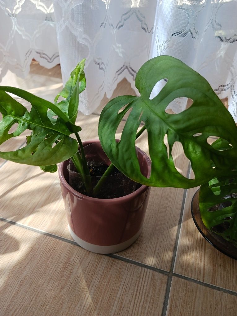 Philodendron małpka.