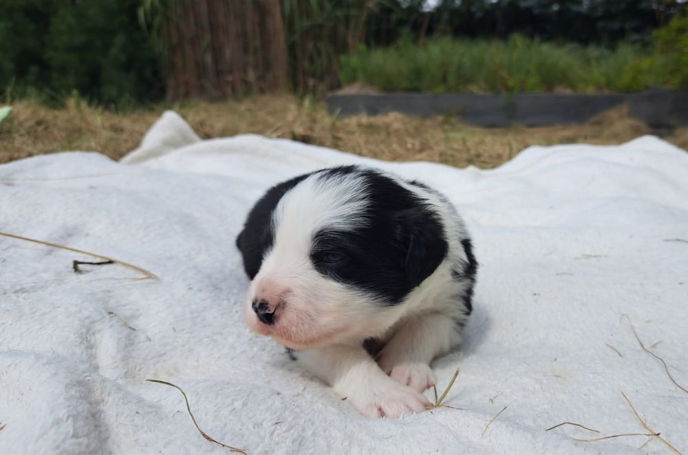 Negra cudna sunia border collie 3 tygodnie FCI ZKwP