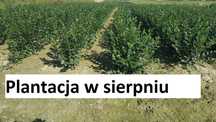 Irga błyszcząca Cotoneaster lucidus szybki żywopłot sadzonka roczna