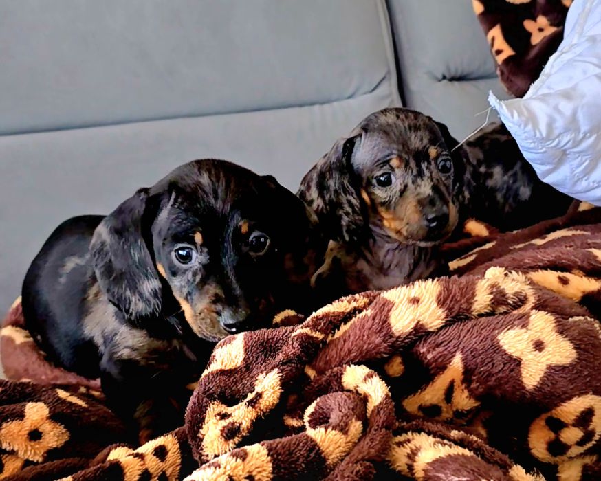 Jamnik miniatura śliczny piesek zapraszam serdecznie