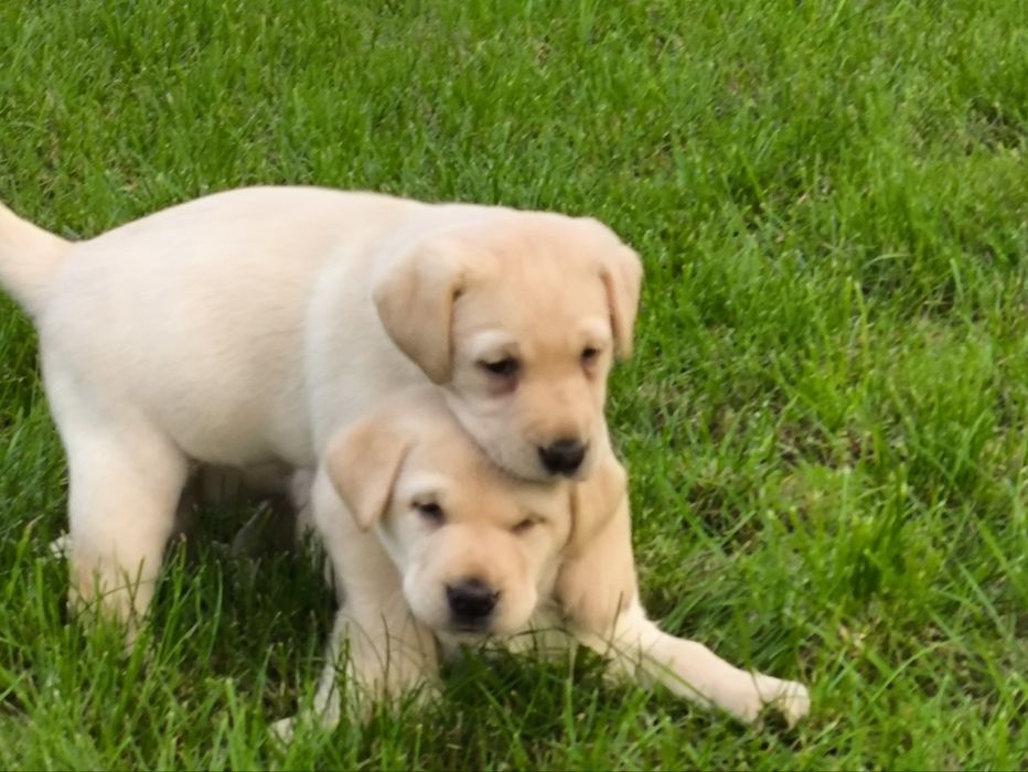 Sprzedam pieska labradora