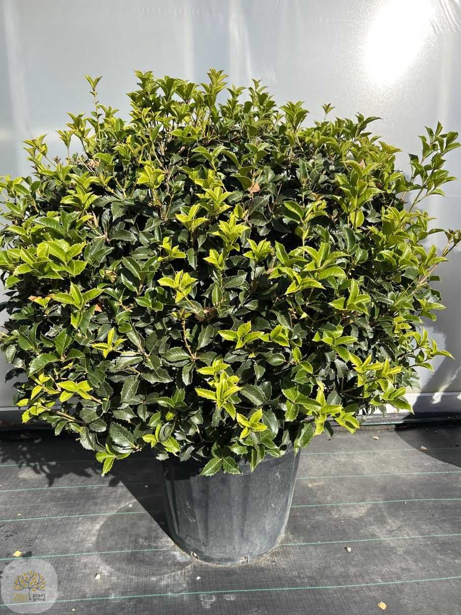 Osmantus / Osmanthus Aquifolium / Fałszywy Ostrokrzew / Wys. 90cm/150L