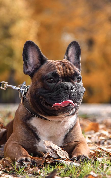 Вязка Французский бульдог