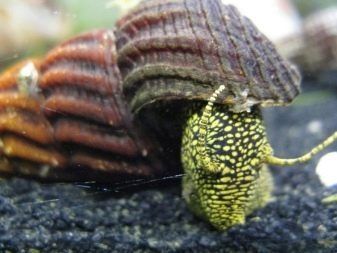 Молюски/ Тіломеланія (Равлик-Кролик)Rabbit Snail Tylomelania