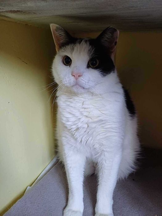 Kot Koziołek do adopcji