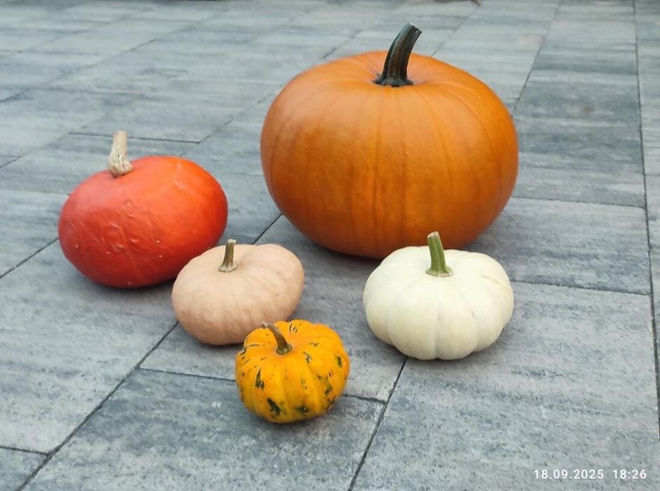 Gotowy zestaw dyń, 5 sztuk zł duża dynia halloween, 4 ozdobne