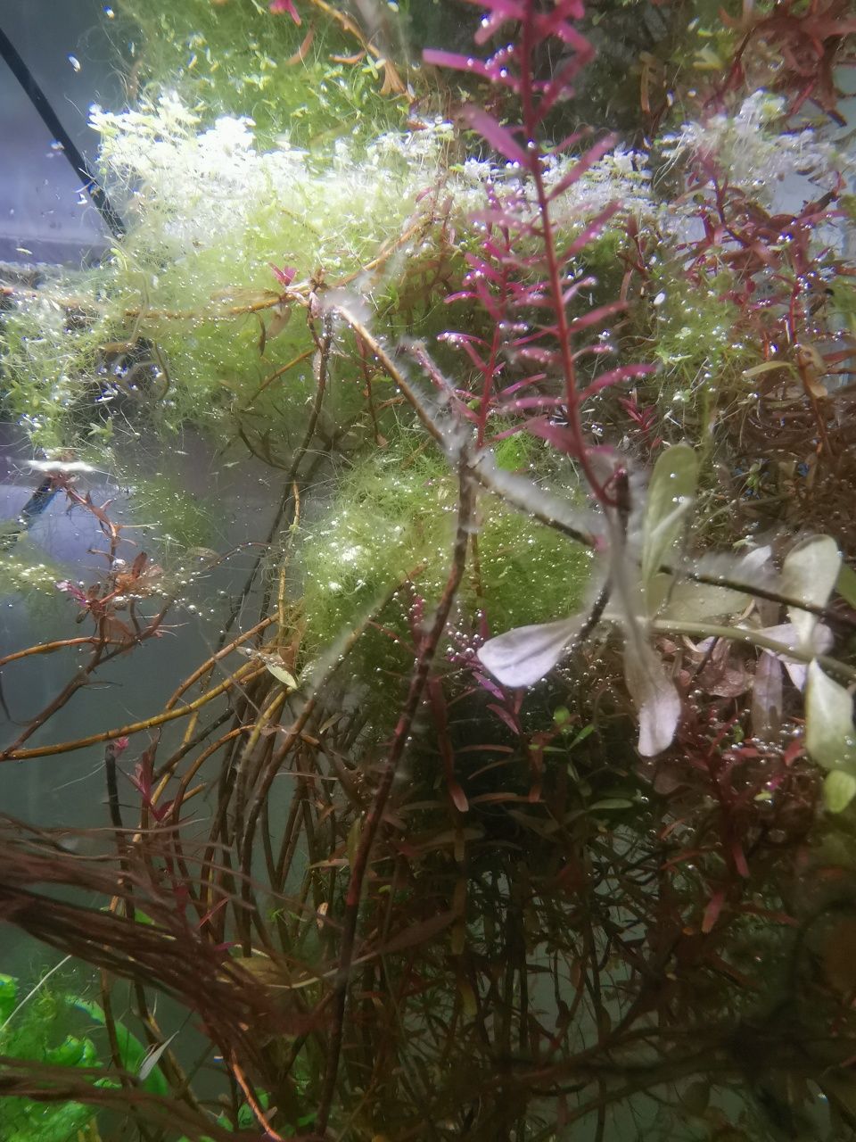 Akwarium krewetkarium 30l aquael