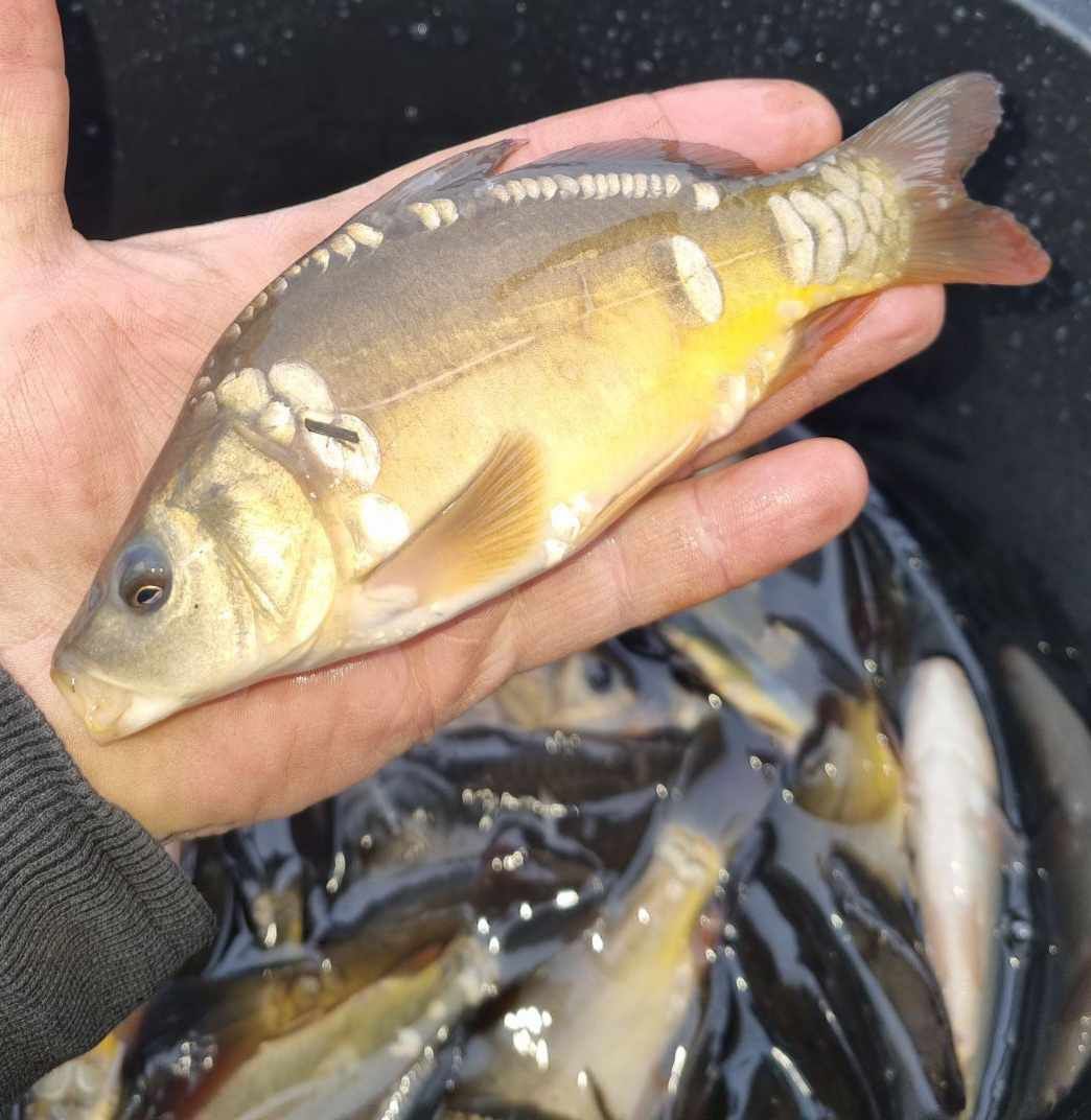 Narybek,kroczek.Karp,lin,karaś