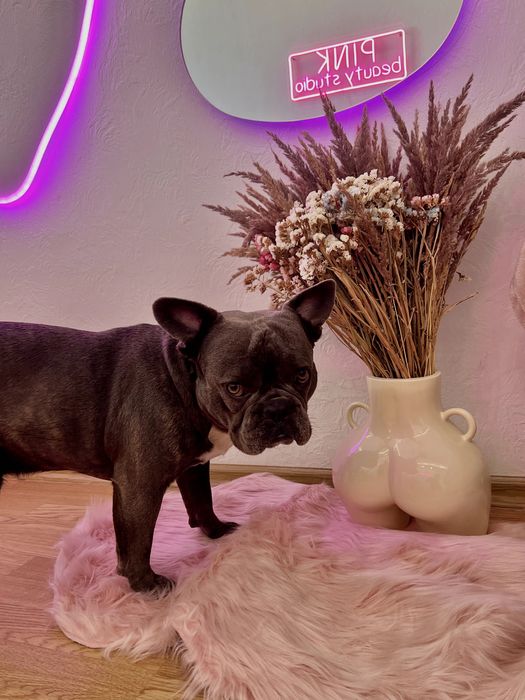 Французкий бульдог вязка