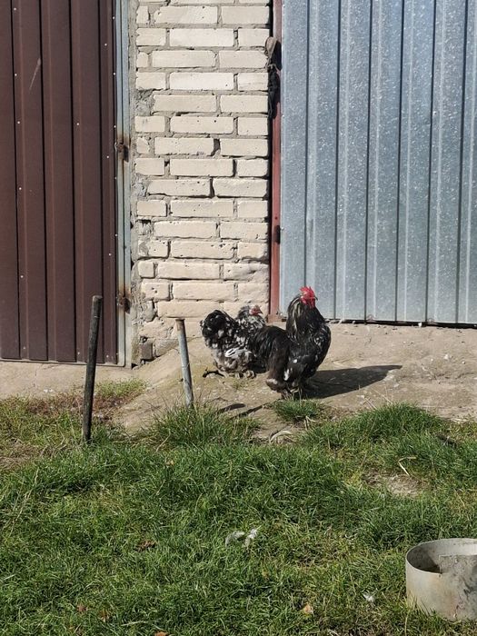 Kury kochinki 17 miesięczne