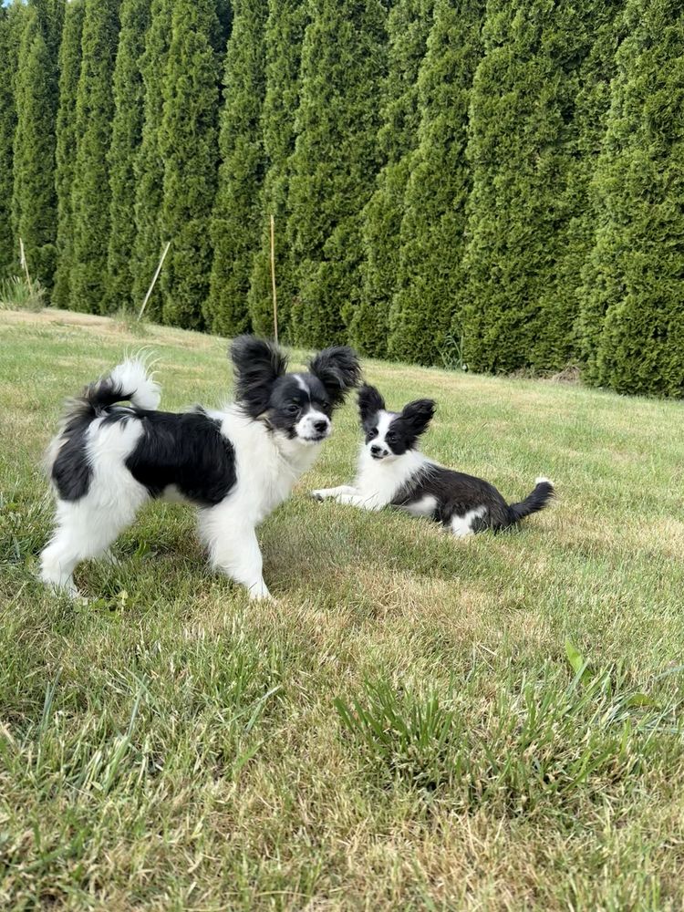 Papillon spaniel kontynentalny miniaturowy szczeniak