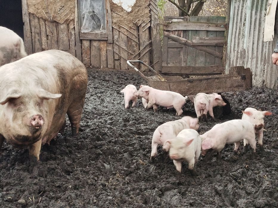 Поросята місячні та підрощені