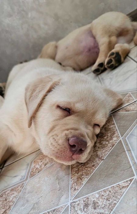 Продам породистых  щенков Лабрадора 3 месяца готовы к переезду