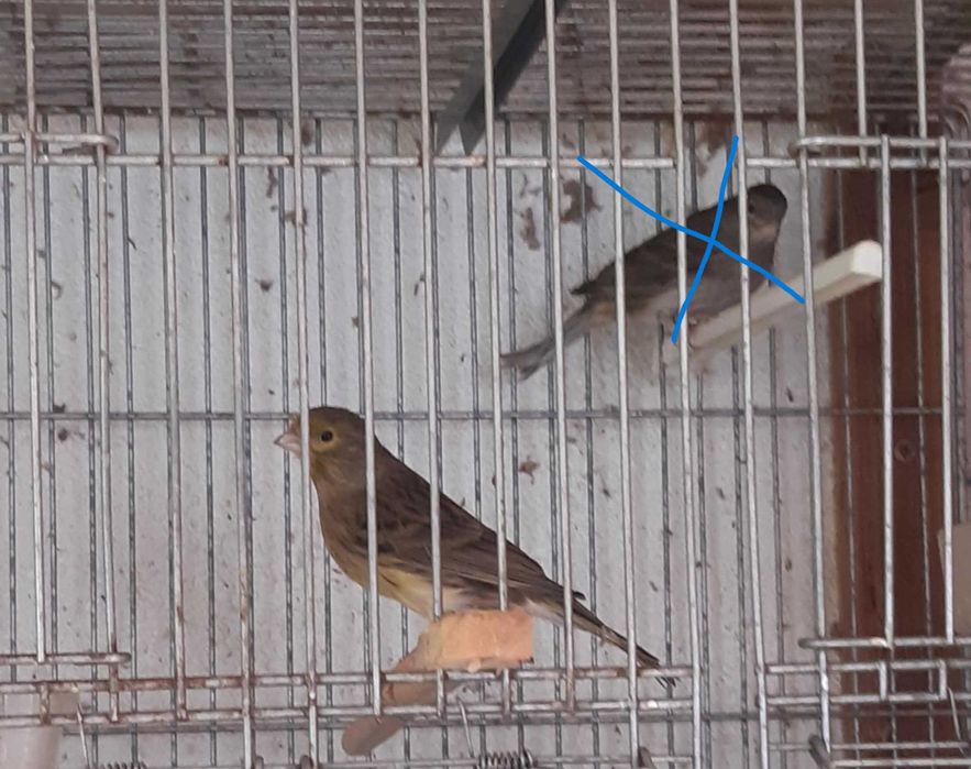 Lote de canários ou venda individual + trio de canários de Moçambique