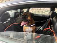 Boxer para acasalamento