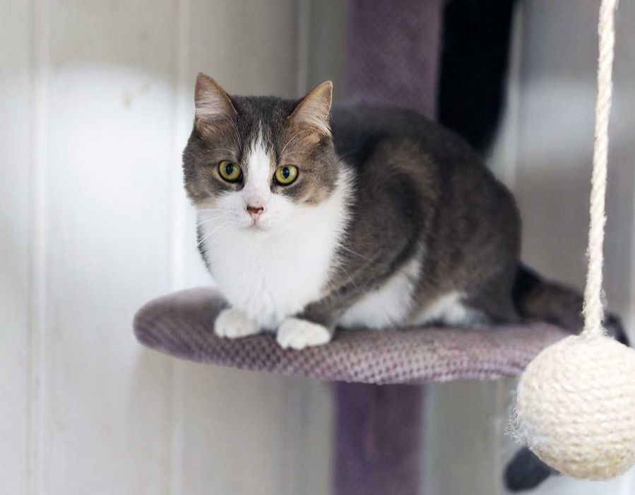 Лагідна кицюня Доллі 1рік шукає дім! кішка, сріблясто-біла, кошеня кіт