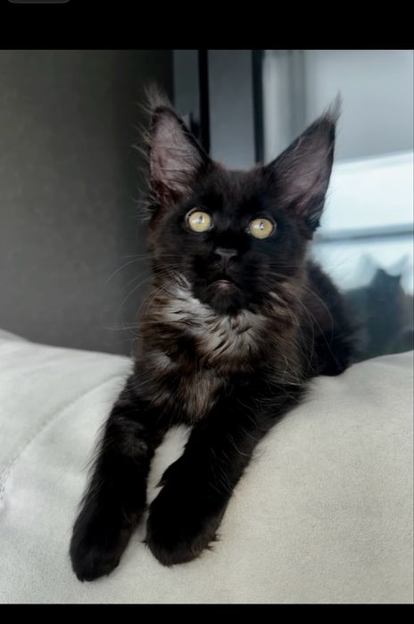 Мейн кун чорний дим киця із проф розплідника