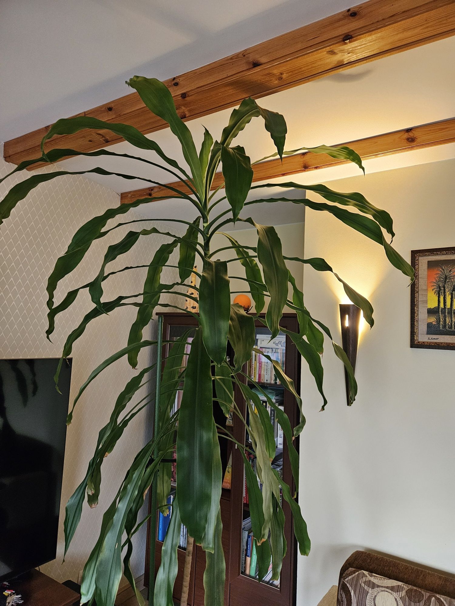 Dracena wonna - kwiat duży, ponad 240 cm