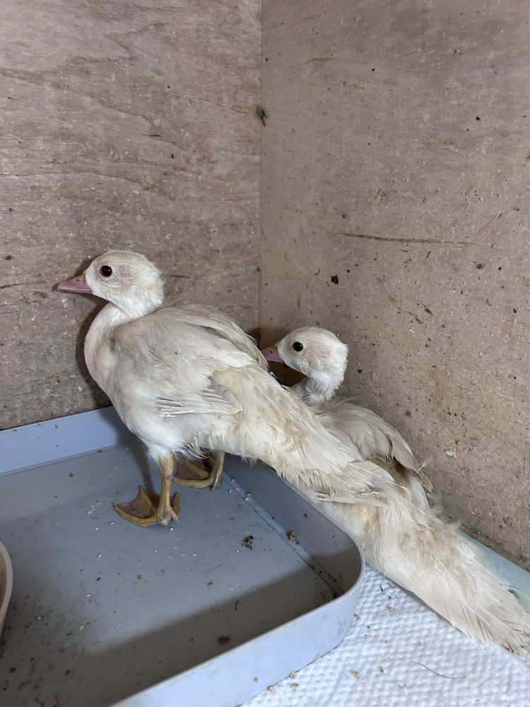 Call duck mandarynki