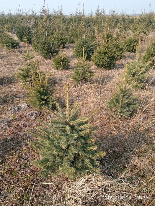 Świerki do nasadzeń z plantacji