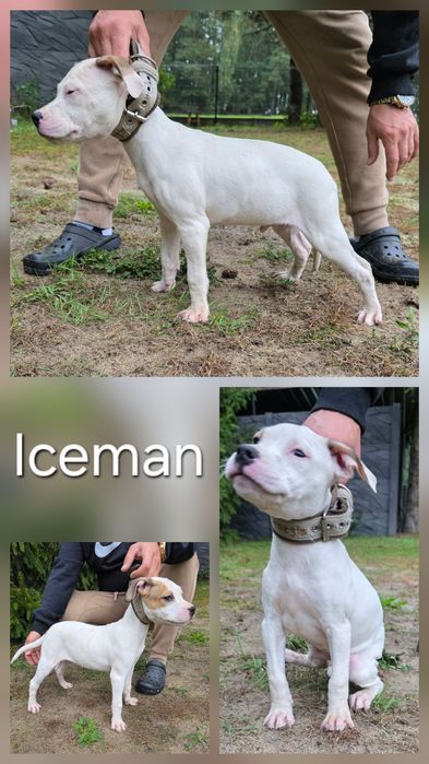 American Pit Bull terrier
