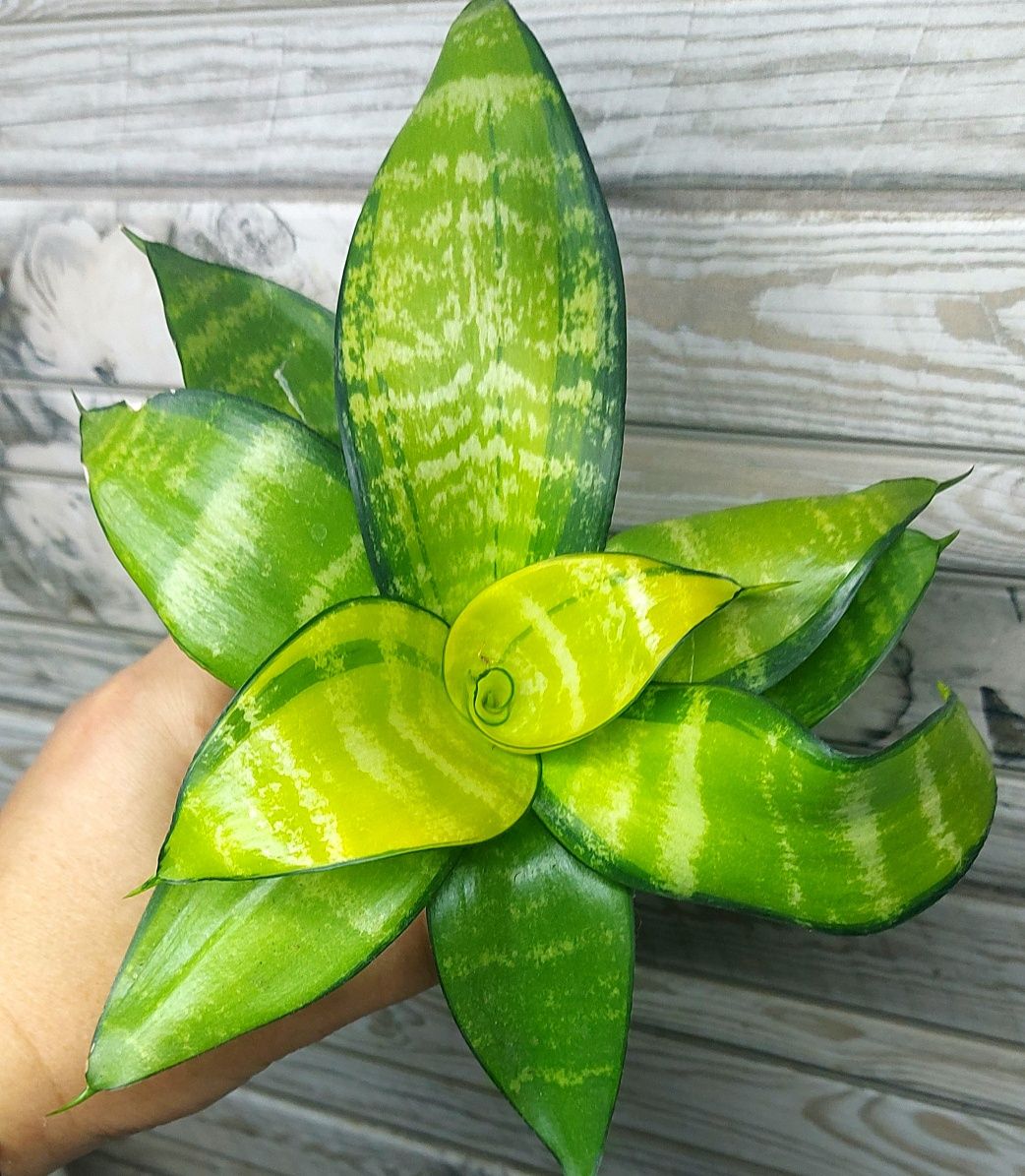 Сансевиерия  Ханни Пагода Вар(Hahnii Jade Marginata var)