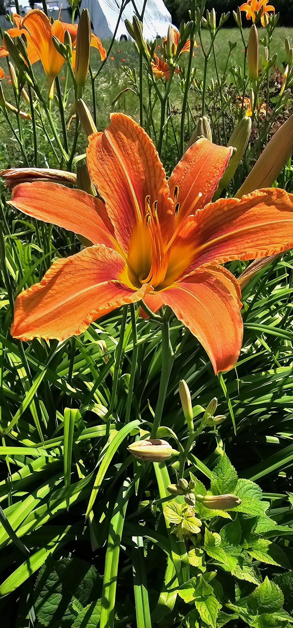 Liliowce wysokie