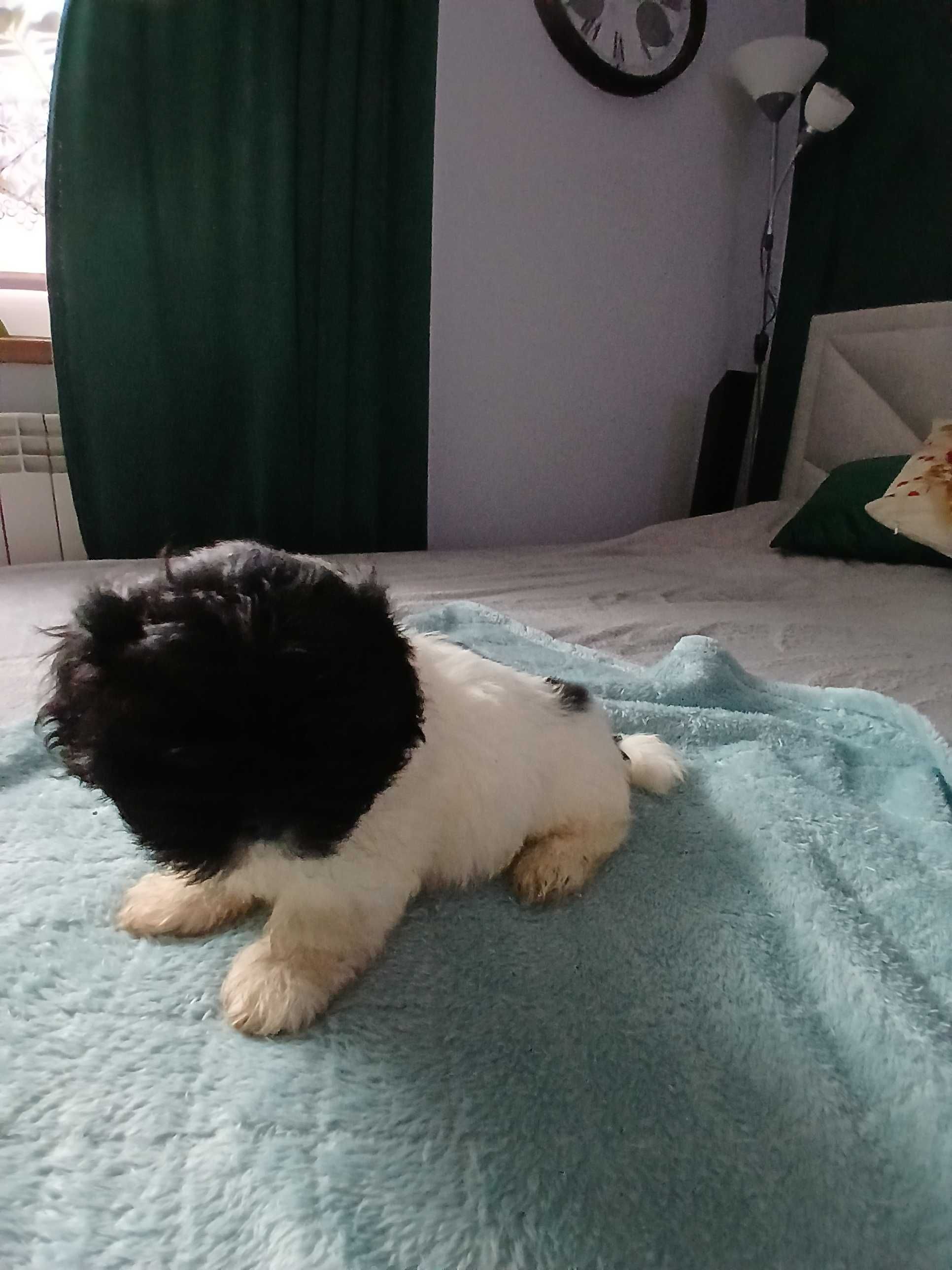 Szczeniaczki shihtzu
