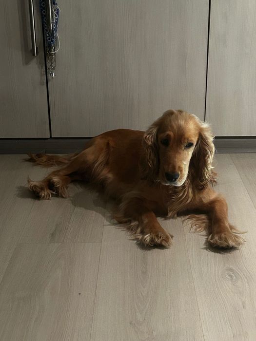 Цуценя спаніель (дівчатка)