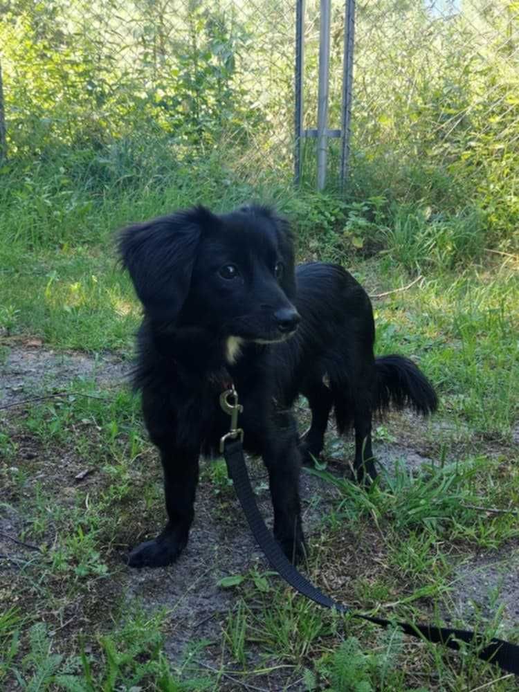 Melka ok 2/3 let. sunia szuka cierpliwego opiekuna Włocławek