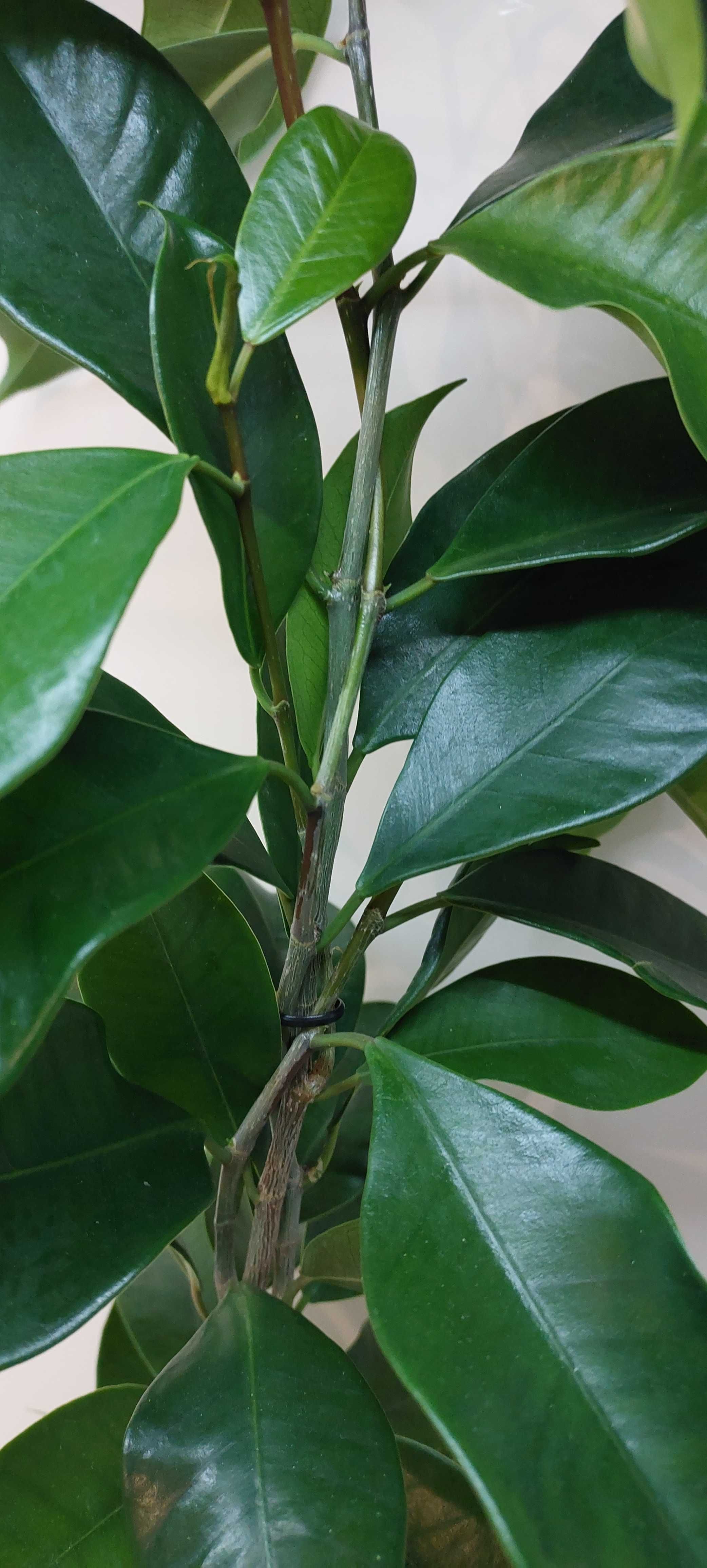 Ficus Microcarpa Fikus Tępy figowiec