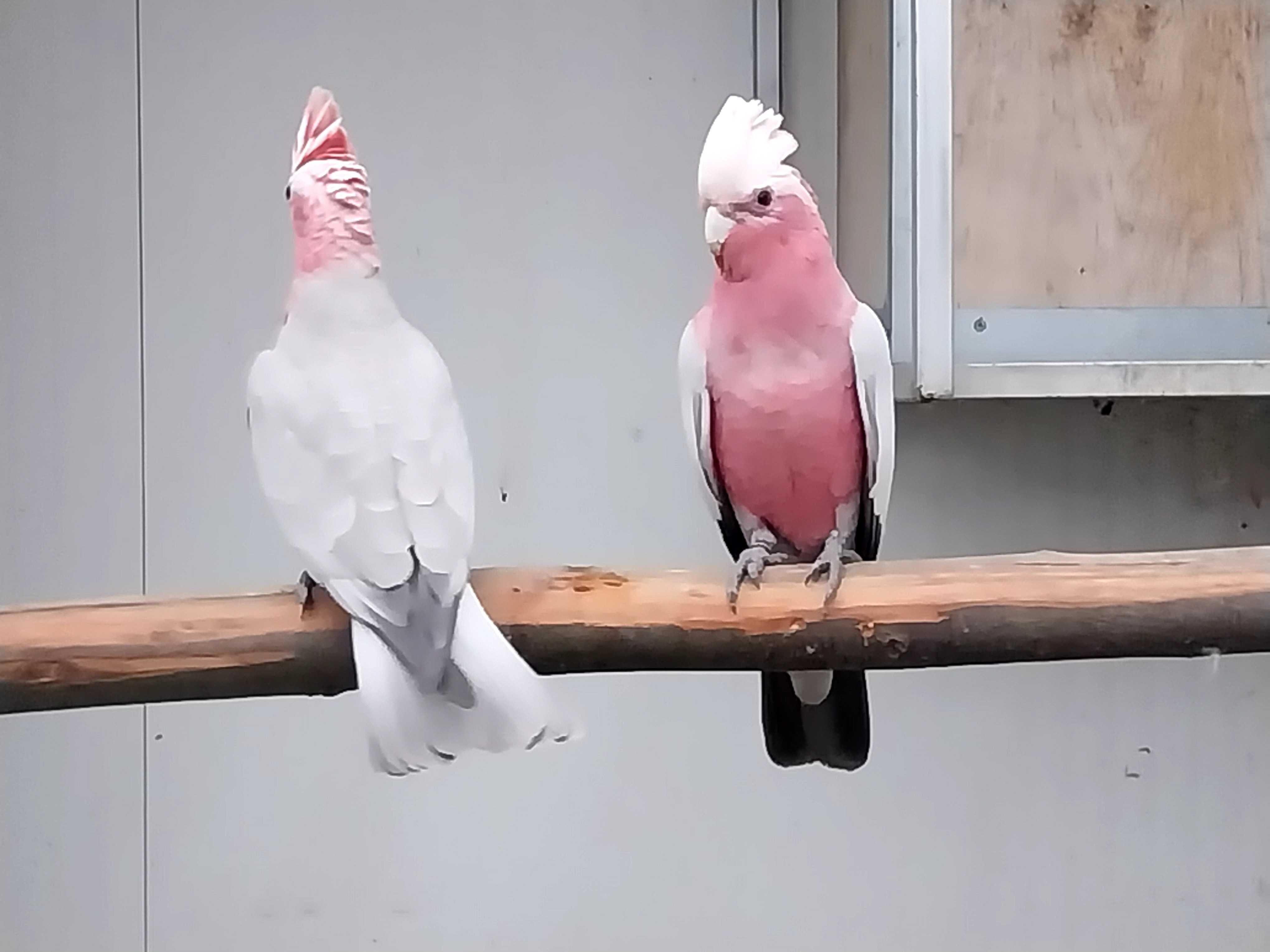 Cacatuas   Galah