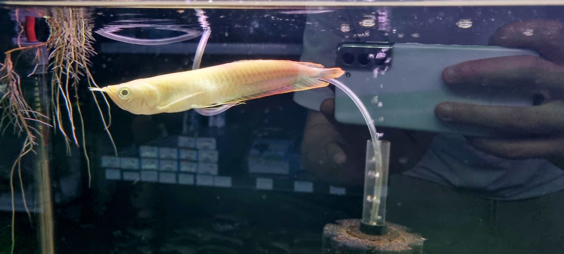 Arowana Silver albino 20cm