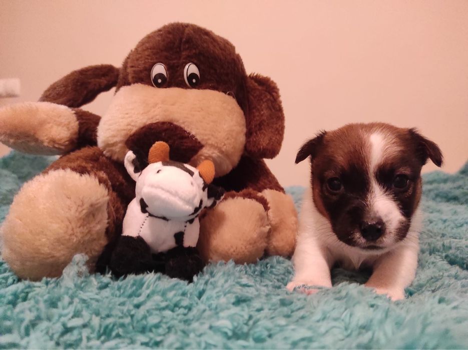 Jack Russell Terrier - Femea LOP