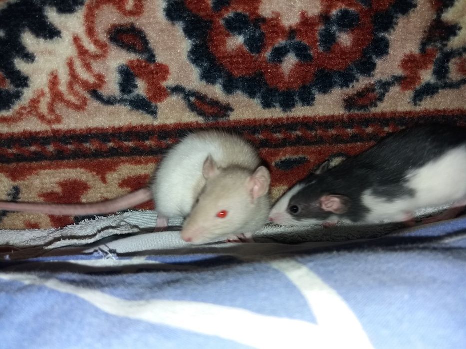 Крыски домашние, умные , 1 месяц от рождения.