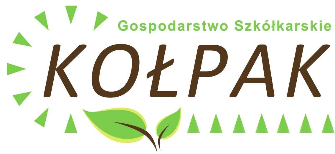 Tuja smaragd 70-90 szmaragd żywotnik zachodni szkółka