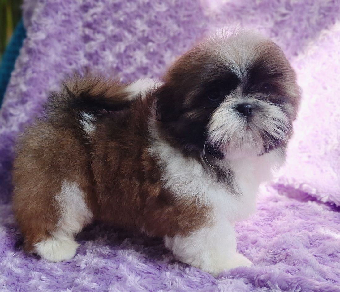 Puchaty chłopiec tri-color Shih Tzu z rodowodem