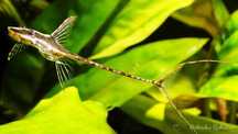 Sturisoma aureum