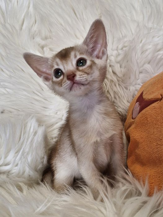 **CHARLI**abisyński kocurek kolor fawn do rezerwacji