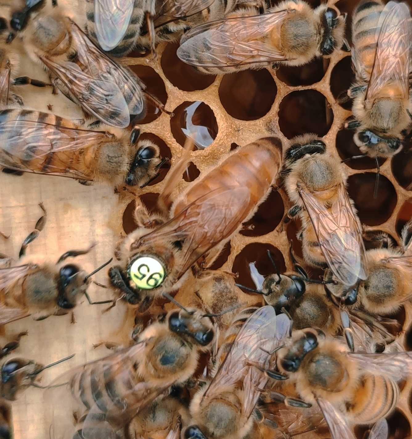 Бджоломатки бакфаст на 2024 рік.