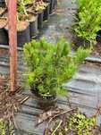 Sosna kosodrzewina 'Pumilio' idealna na skarpy, bonsai i ogrody skalne