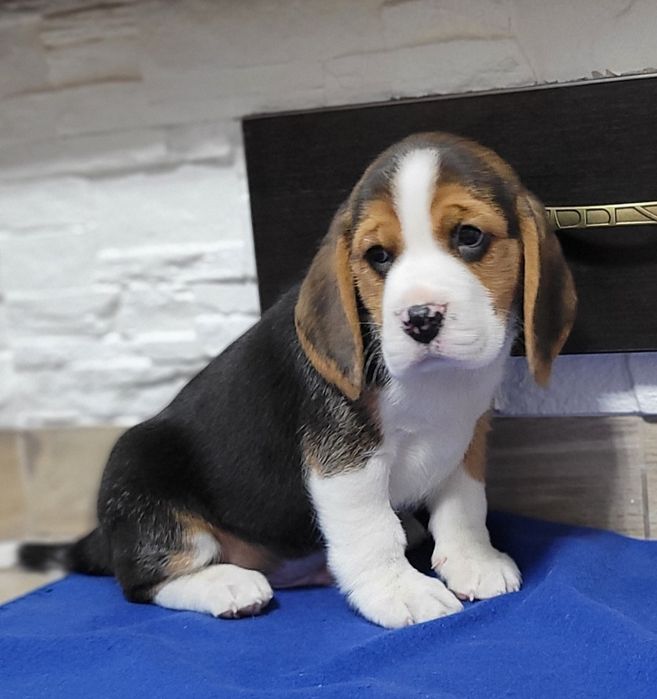Beagle Śliczny Tricolorek