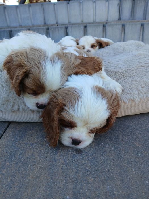 Szczeniak Cavalier King Charles Spaniel