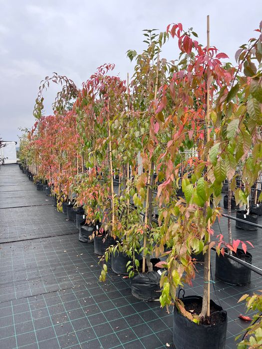 Wiśnia piłkowana Prunus serrulata ‚Kiku-Shidare-Zakura’ 6-8cm, 8-10cm